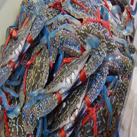 揭阳海鲜活体空运